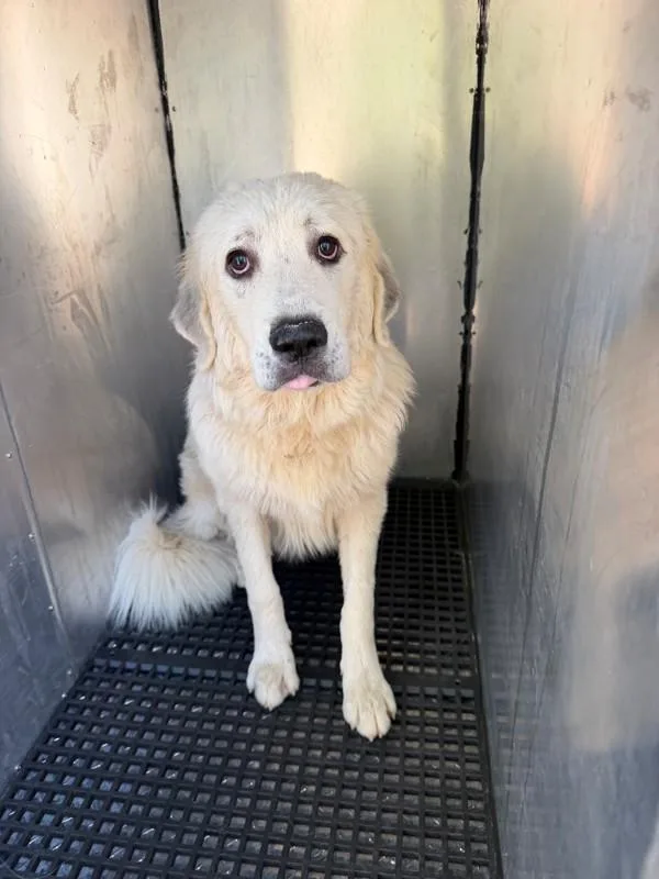 A young extra large-sized male Great Pyrenees dog named Ic for adoption in Lawrenceville, GA