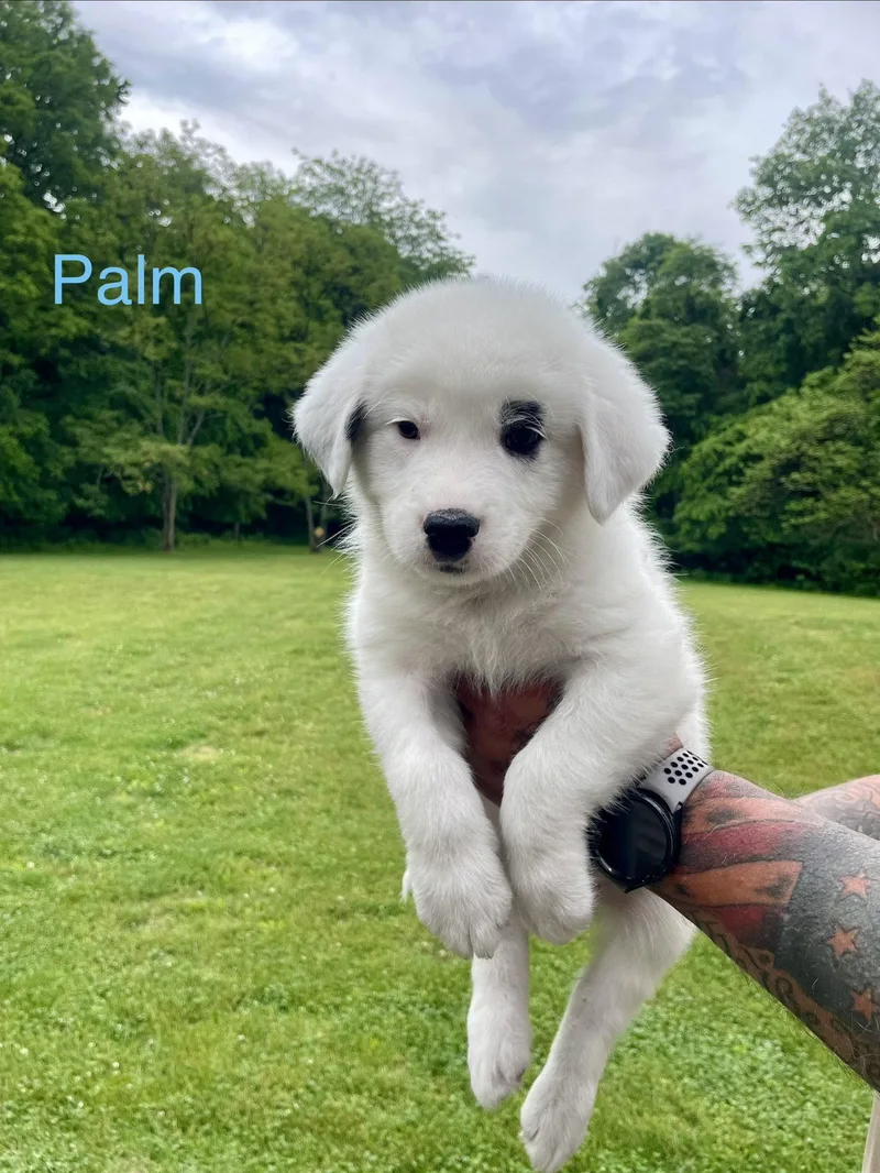 Palm