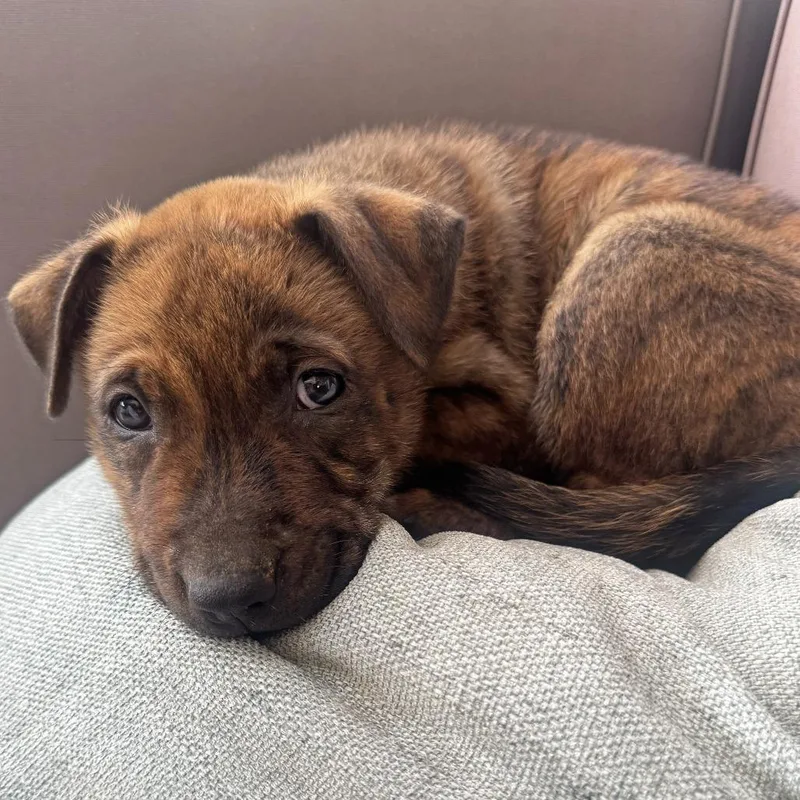 A baby small-sized male Brindle Pit Bull Terrier dog named Tarte for adoption in Ojai, CA