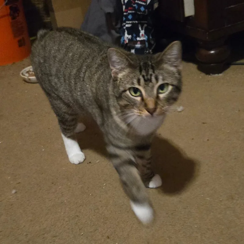 Sarafina thumbnail 2