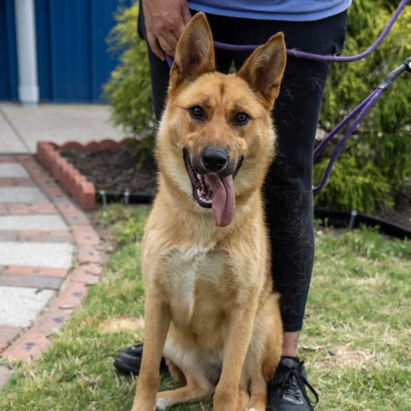 An adult medium-sized female Yellow / Tan / Blond / Fawn German Shepherd Dog dog named Winnie for adoption in Elizabeth City, NC