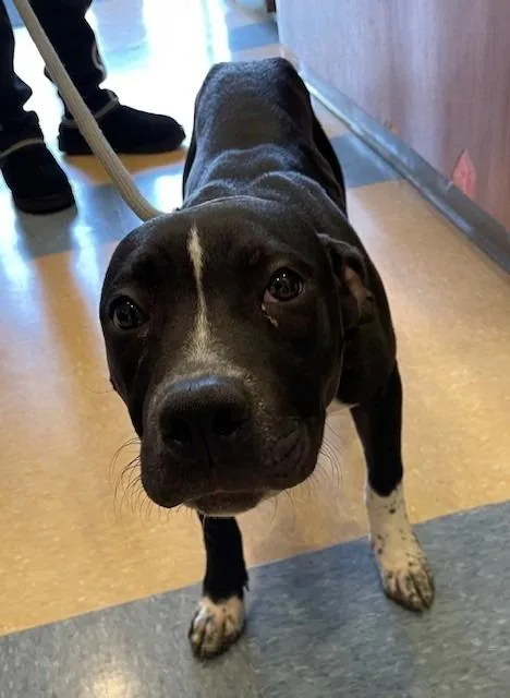 A young large-sized female Pit Bull Terrier dog named Vera for adoption in Little Elm, TX
