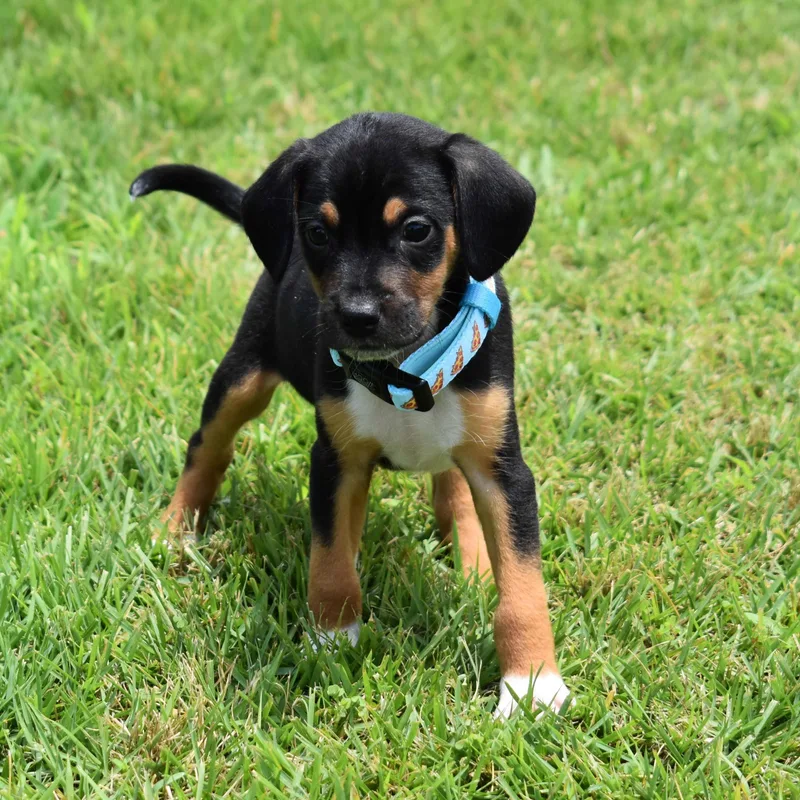 A baby medium-sized male White / Cream Mixed Breed dog named Brian for adoption in Searcy, AR