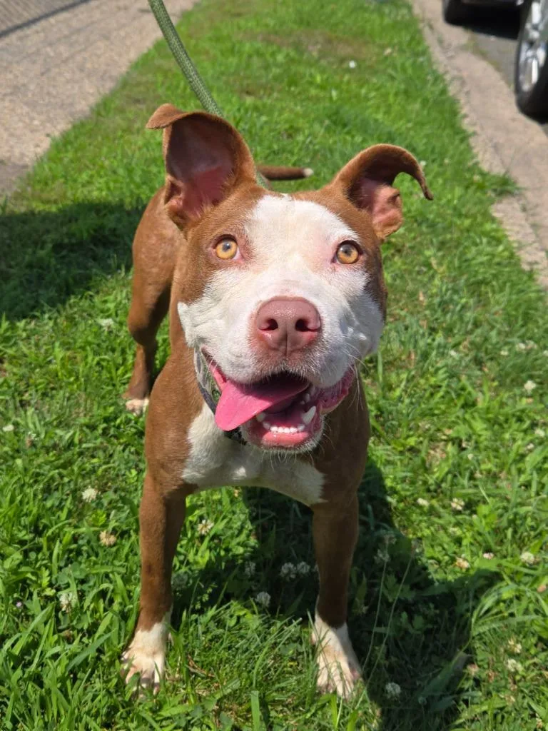 A young medium-sized female Brown / Chocolate Pit Bull Terrier dog named Nina for adoption in Trenton, NJ