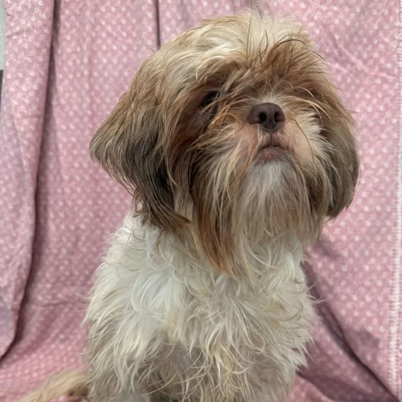 An adult small-sized male White / Cream Shih Tzu dog named Apollo for adoption in San Antonio, TX