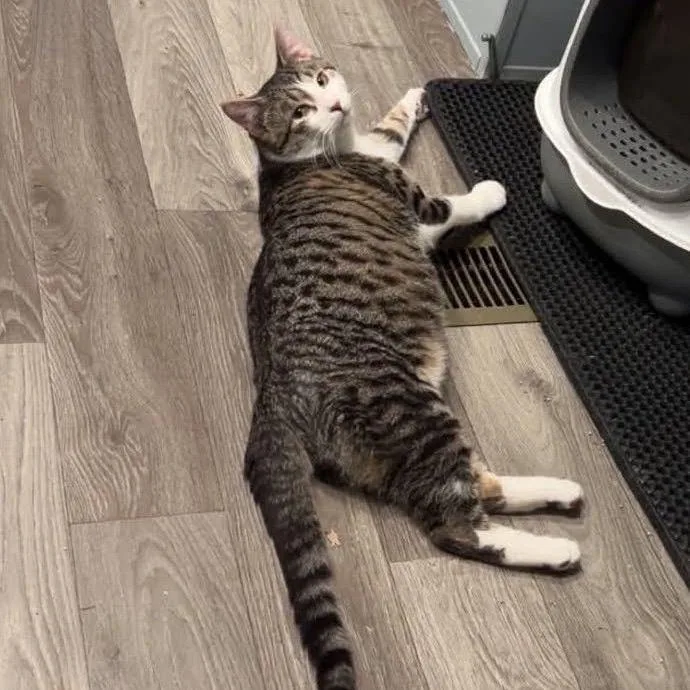 A young large-sized male Brown / Chocolate Domestic Short Hair cat named Leo for adoption in Rochester, MN