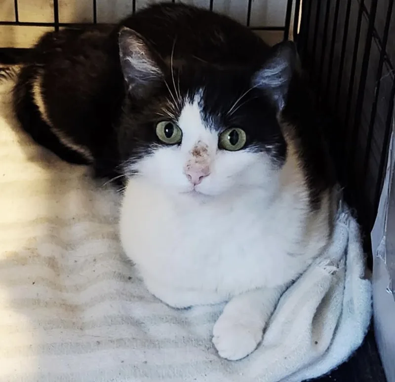 An adult medium-sized female Black & White / Tuxedo Domestic Short Hair cat named Minnie for adoption in Warren, OH