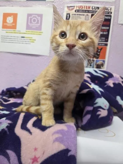 A baby small-sized male Orange / Red Domestic Short Hair cat named 61466116 for adoption in El Paso, TX