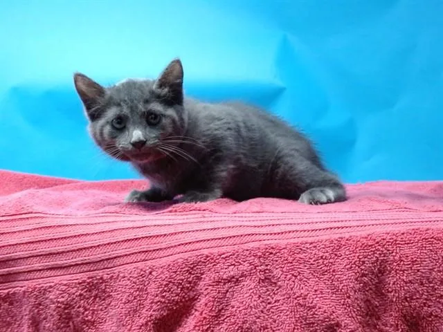 A baby small-sized male Domestic Short Hair cat named Flume for adoption in Gardena, CA