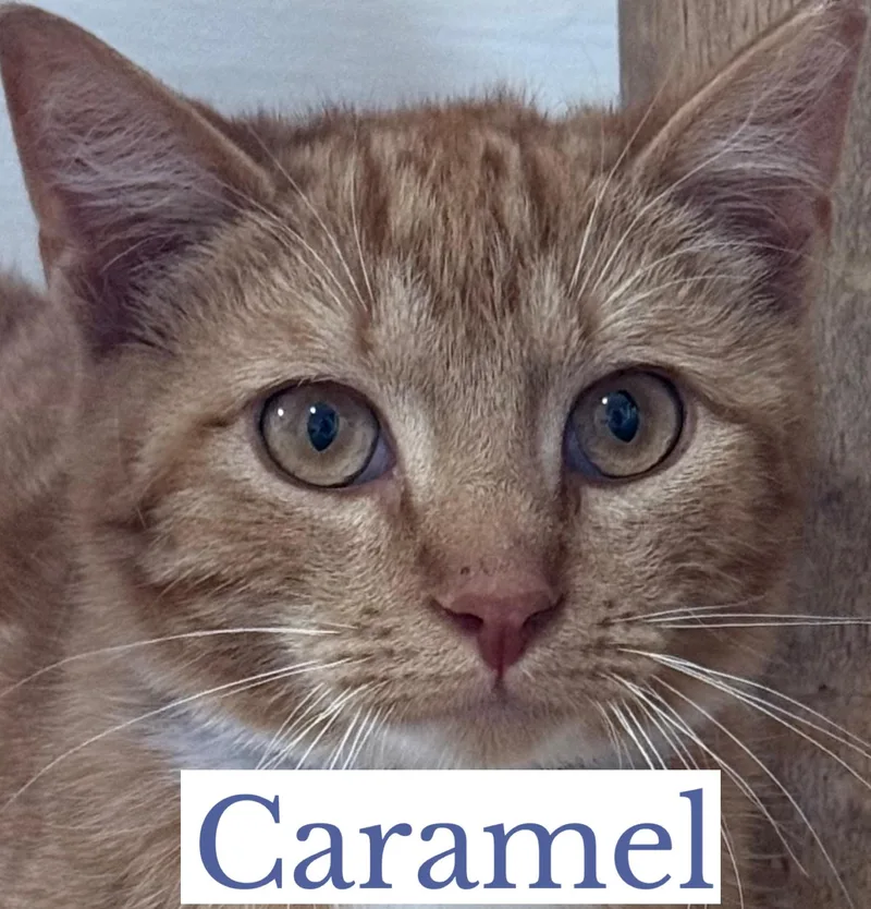 Caramel thumbnail 2