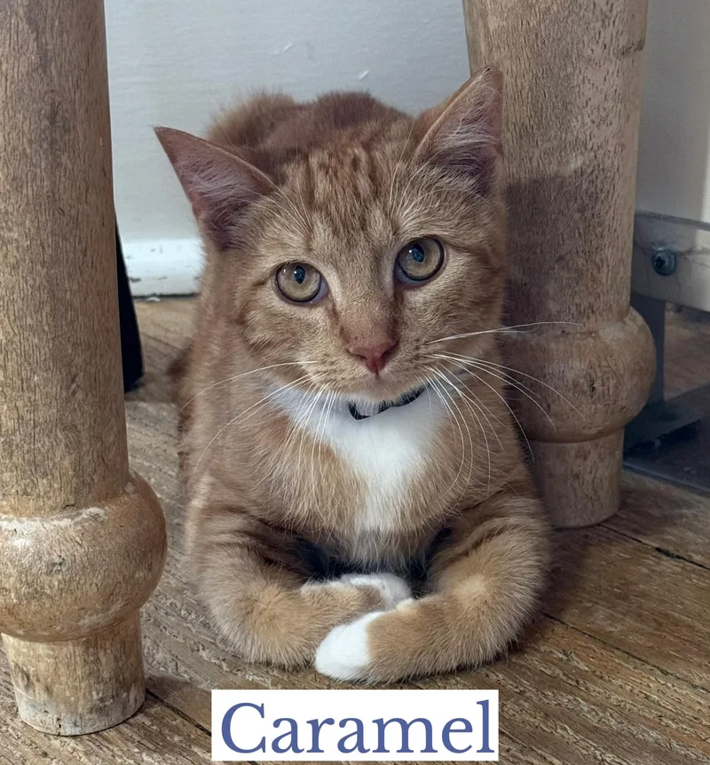 A young medium-sized male Orange & White Domestic Short Hair cat named Caramel for adoption in Berkeley Springs, WV
