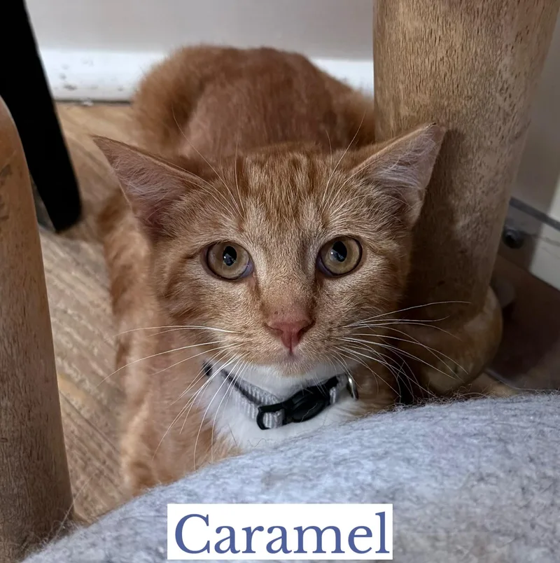 Caramel thumbnail 3