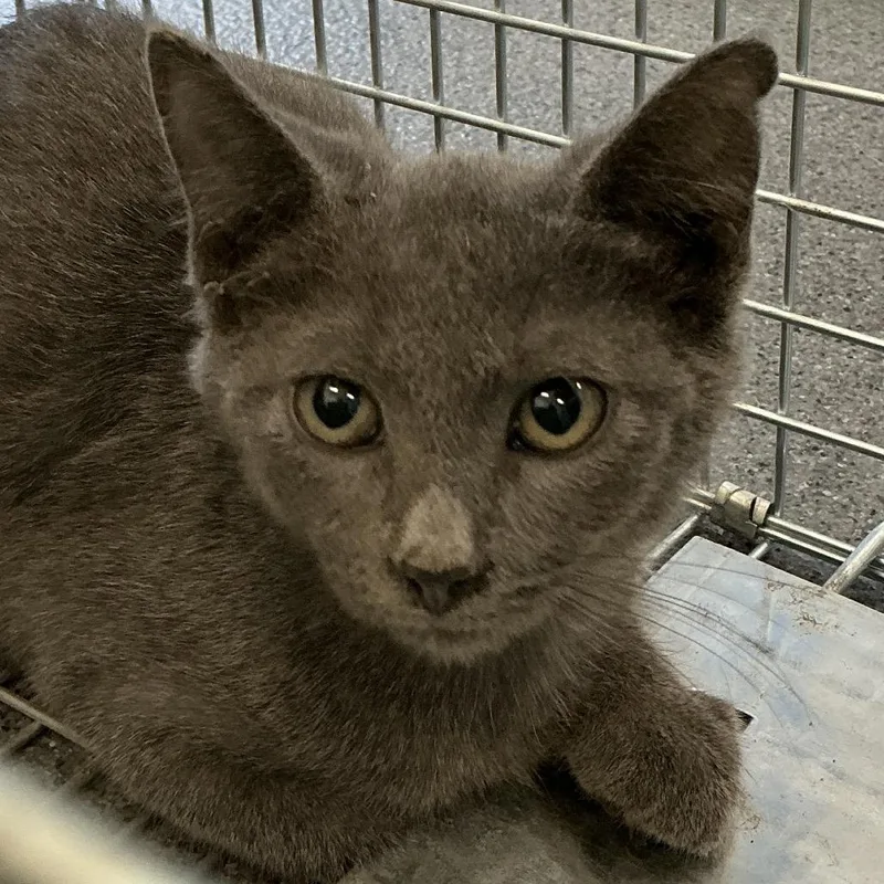 A baby small-sized female Gray / Blue / Silver Domestic Short Hair cat named Smoke for adoption in Montgomery, AL
