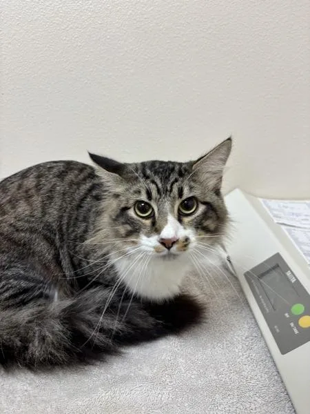 An adult small-sized male Domestic Long Hair cat named Big Fir for adoption in Sherwood, OR
