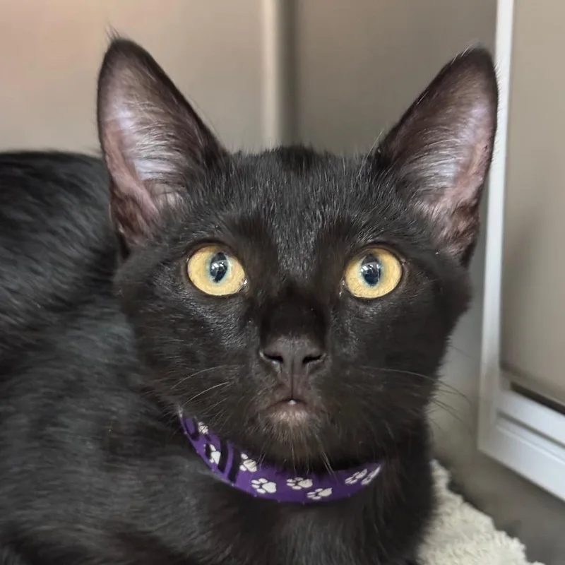 A baby small-sized female Domestic Short Hair cat named Jill for adoption in Santa Barbara, CA