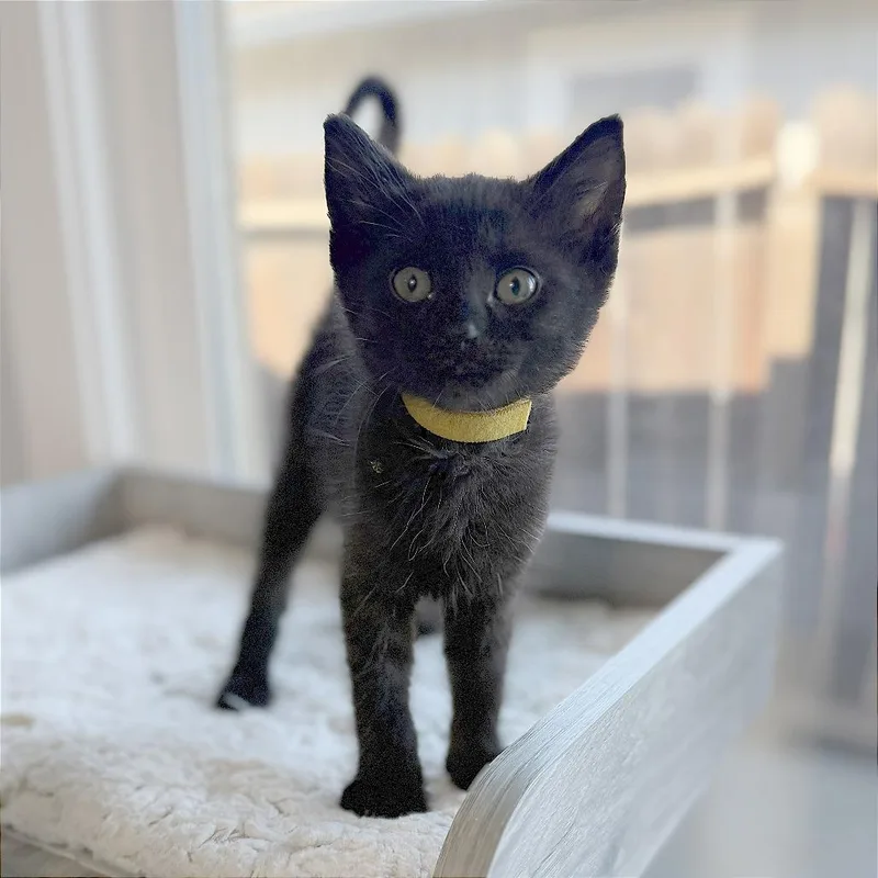 A baby small-sized male Black Domestic Short Hair cat named A Phineas for adoption in Pleasant Hill, CA