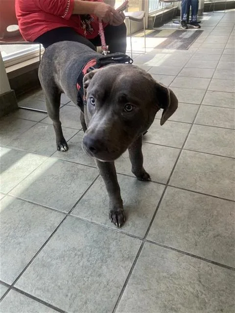 A young small-sized male American Staffordshire Terrier dog named Wemby for adoption in San Antonio, TX