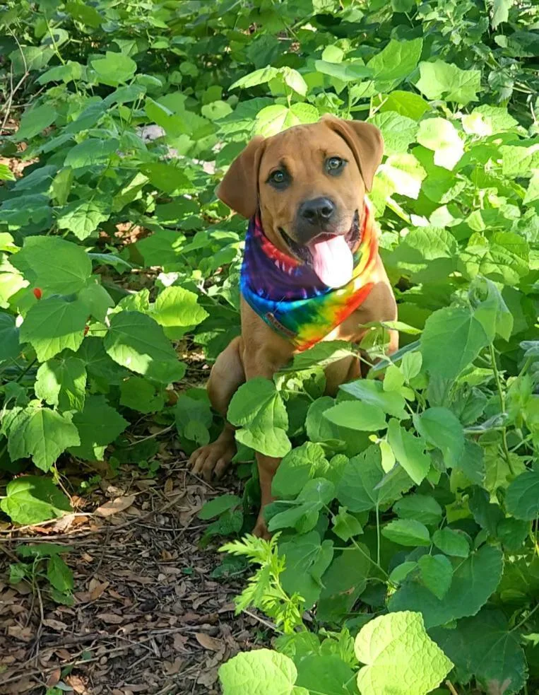 A baby large-sized female Brown / Chocolate Hound dog named Darlene for adoption in Wolcott, CT