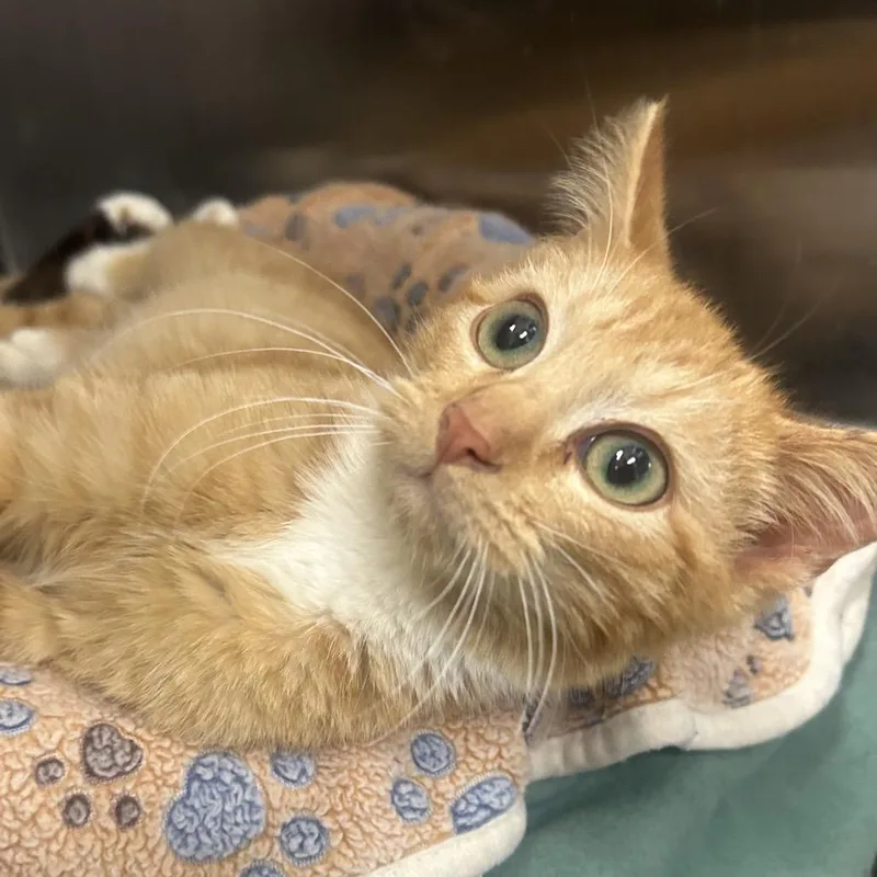 A young medium-sized male Orange / Red Domestic Short Hair cat named Cyrus for adoption in Birmingham, AL