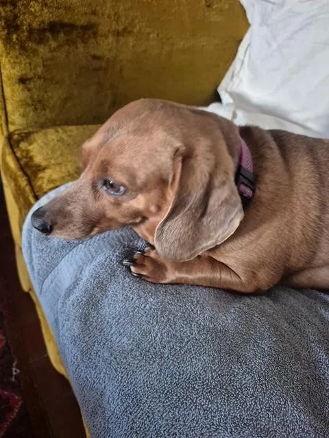 An adult small-sized female Red / Chestnut / Orange Dachshund dog named Mia for adoption in Colleyville, TX