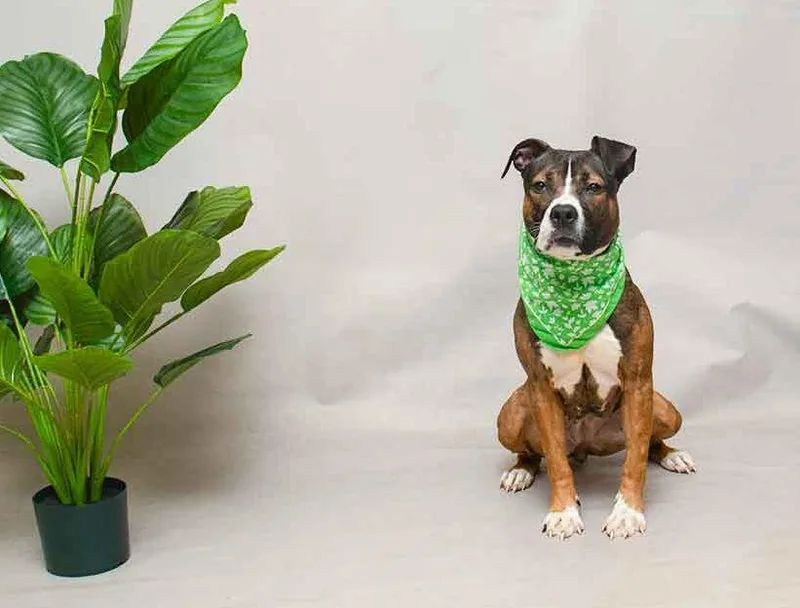 A young medium-sized female Tricolor (Brown, Black, & White) Terrier dog named Matcha for adoption in Sanford, FL