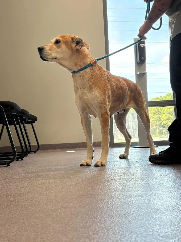An adult medium-sized female Labrador Retriever dog named Salley for adoption in Benton, AR
