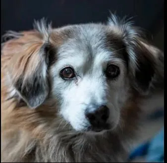 An adult small-sized male Tricolor (Brown, Black, & White) Corgi dog named Possum for adoption in Lafayette, CA