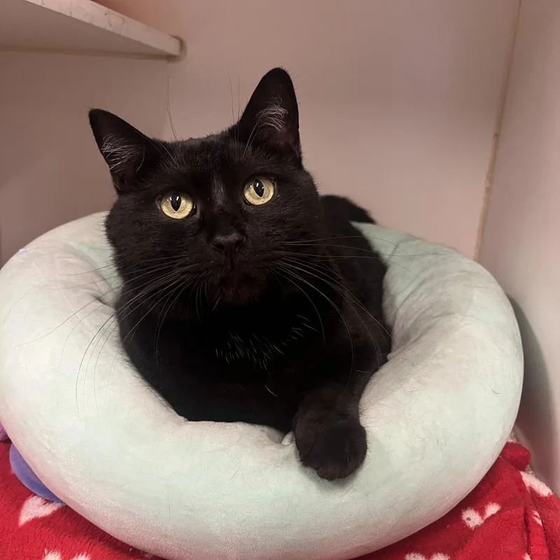 An adult extra large-sized male Black Domestic Short Hair cat named Severus Snape for adoption in Hinsdale, IL