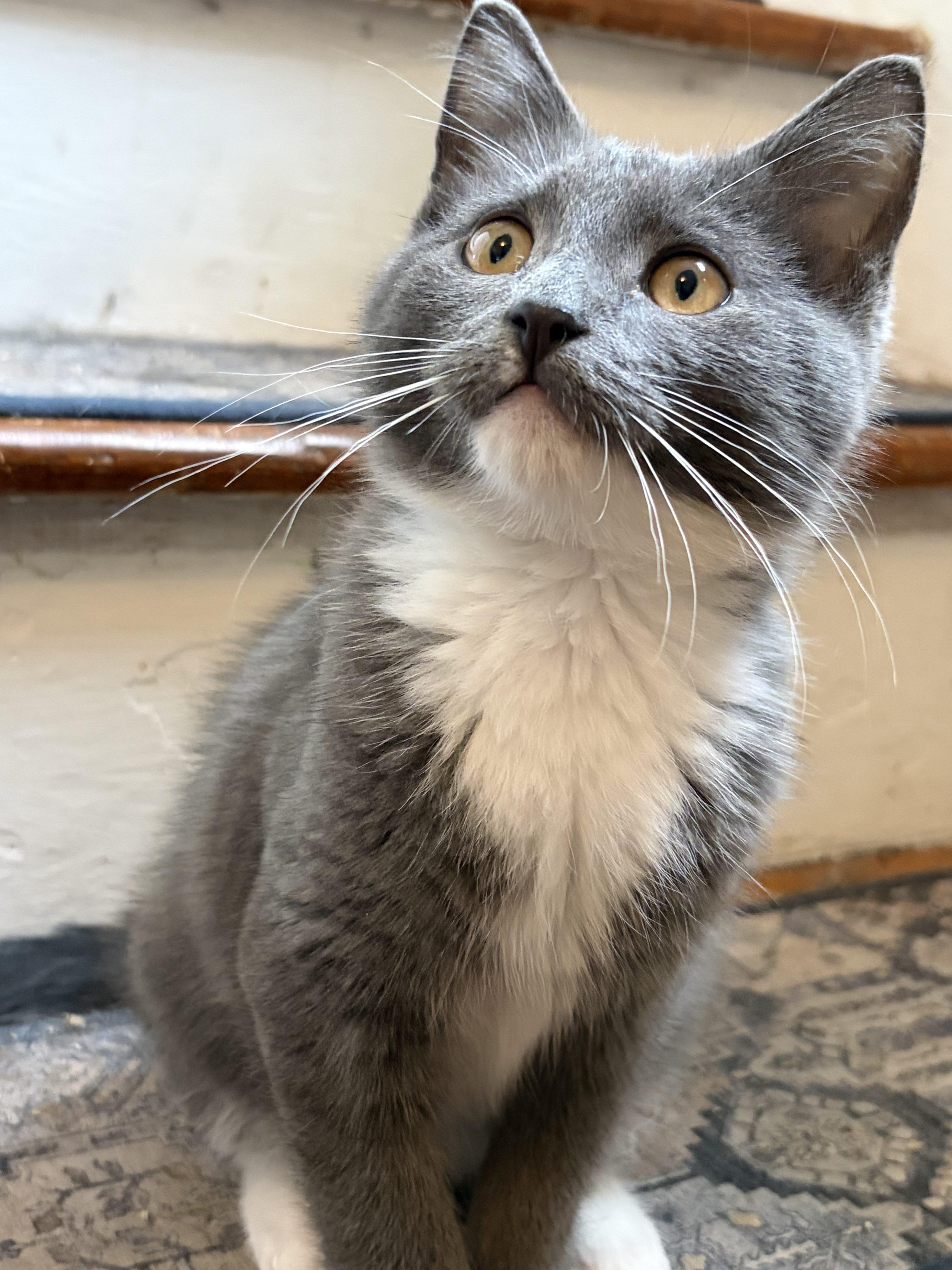 A baby small-sized male Gray & White Domestic Short Hair cat named Harold for adoption in Norfolk, VA