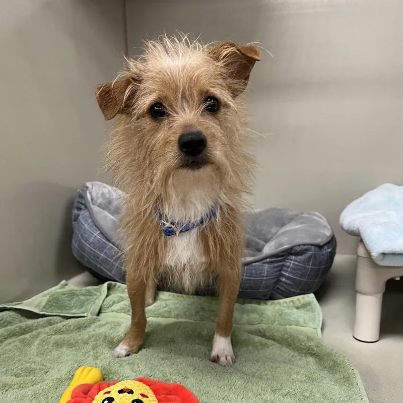 An adult small-sized male Yellow / Tan / Blond / Fawn Terrier dog named Pookie for adoption in Las Vegas, NV