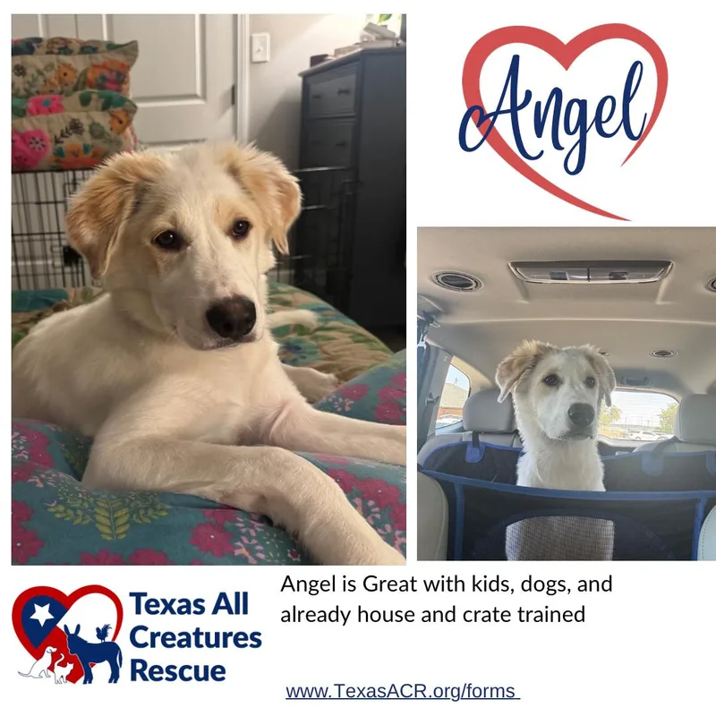 A baby medium-sized female Sheep Dog dog named Angel for adoption in Alvarado, TX