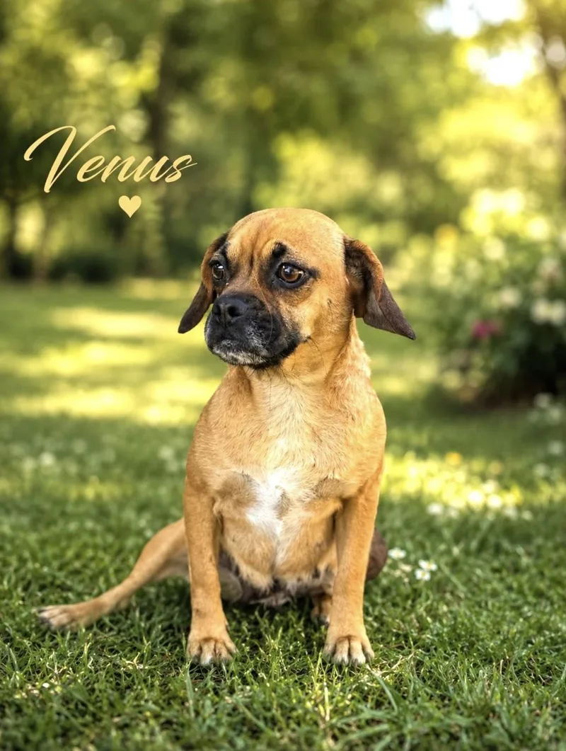 Venus