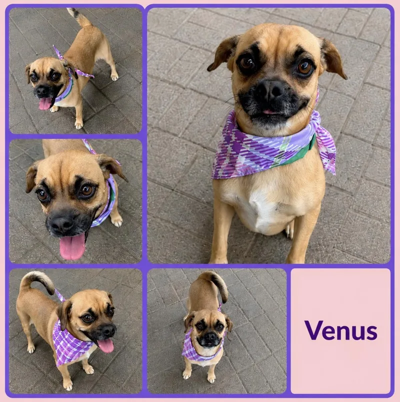 Venus thumbnail 4