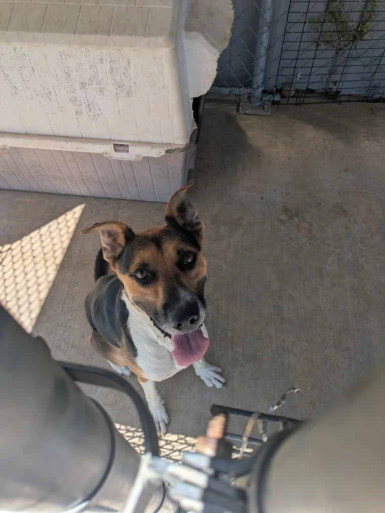 A young medium-sized male Shepherd dog named Luke for adoption in Brownwood, TX