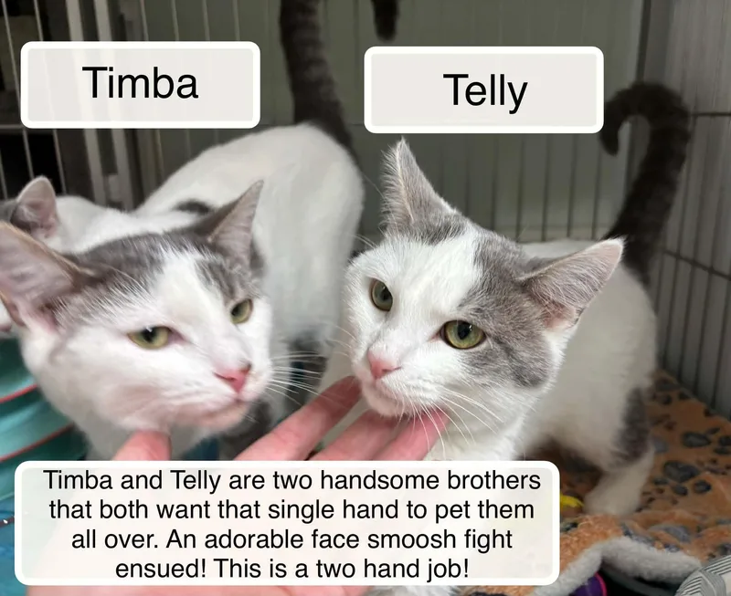 A young medium-sized male White Domestic Short Hair cat named Telly and Timba for adoption in Ellicott City, MD