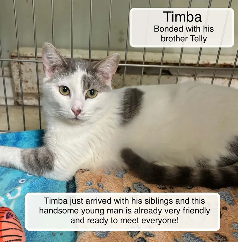 Telly and Timba thumbnail 2