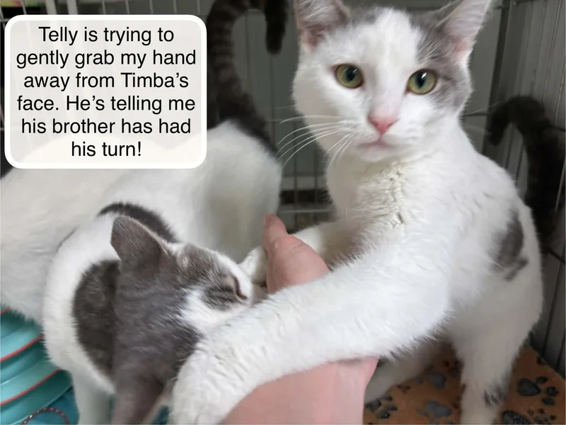Telly and Timba thumbnail 3