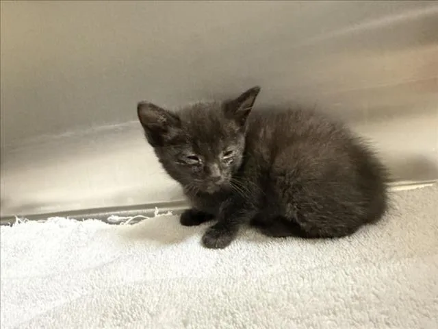 A baby small-sized female Domestic Short Hair cat named Evelyn for adoption in Santa Fe, NM