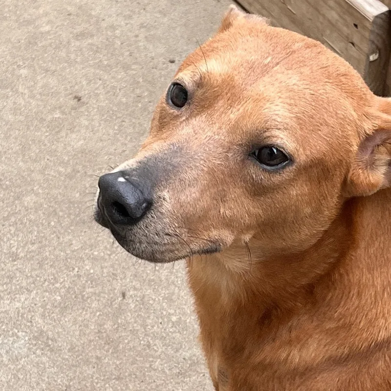 A young medium-sized male Red / Chestnut / Orange Labrador Retriever dog named Captain Hook for adoption in Sugar Land, TX