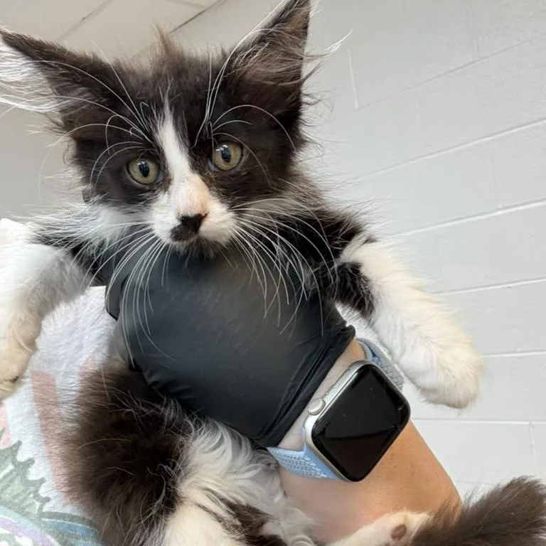 A baby small-sized female Black Domestic Medium Hair cat named Little Meowmaid for adoption in Gadsden, AL
