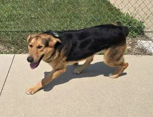 An adult large-sized male German Shepherd Dog dog named Jax for adoption in Bucyrus, OH