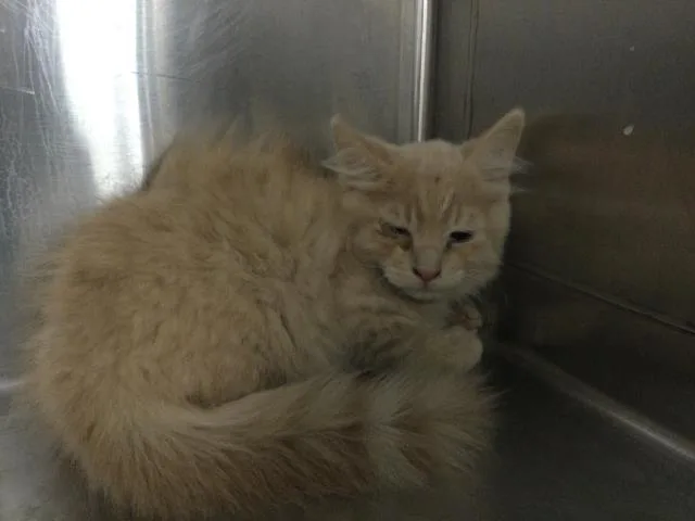 A baby small-sized male Domestic Medium Hair cat named A for adoption in Thousand Palms, CA