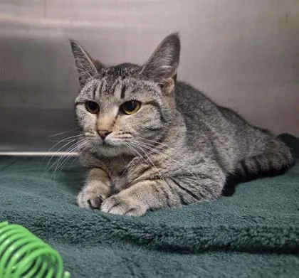 A young medium-sized female Domestic Short Hair cat named Rocking Chair for adoption in Westland, MI