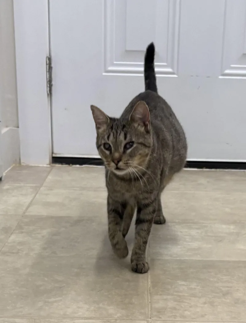 An adult medium-sized female Gray & White Domestic Short Hair cat named Pickles for adoption in Mc Cormick, SC