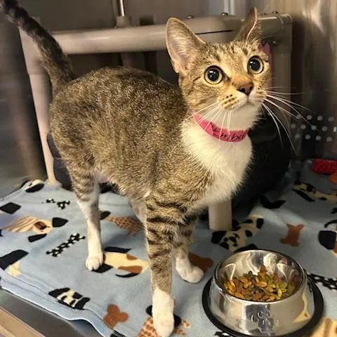 A young medium-sized female Gray / Blue / Silver Domestic Short Hair cat named Ember for adoption in Knoxville, TN