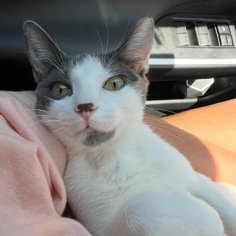 A young small-sized male Gray / Blue / Silver Domestic Short Hair cat named Sprout for adoption in Flower Mound, TX