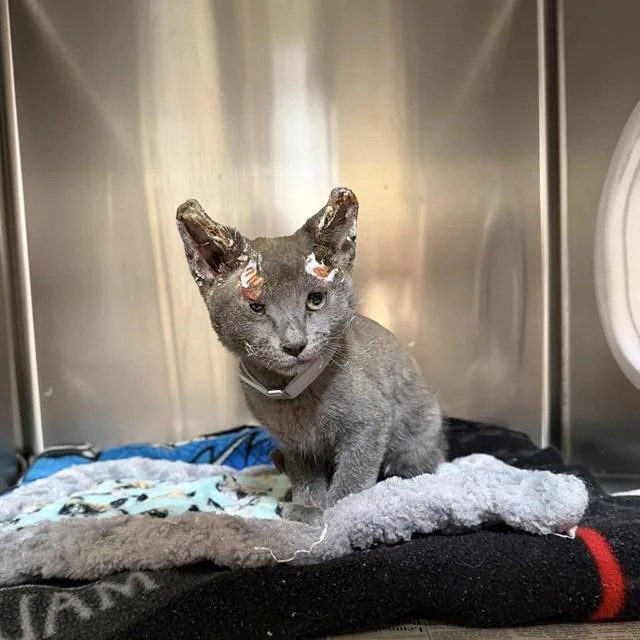 A baby small-sized male Domestic Short Hair cat named Hei Hei for adoption in Agoura, CA