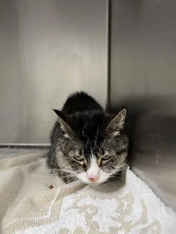 A senior medium-sized female Domestic Short Hair cat named Lucky for adoption in Upper Marlboro, MD