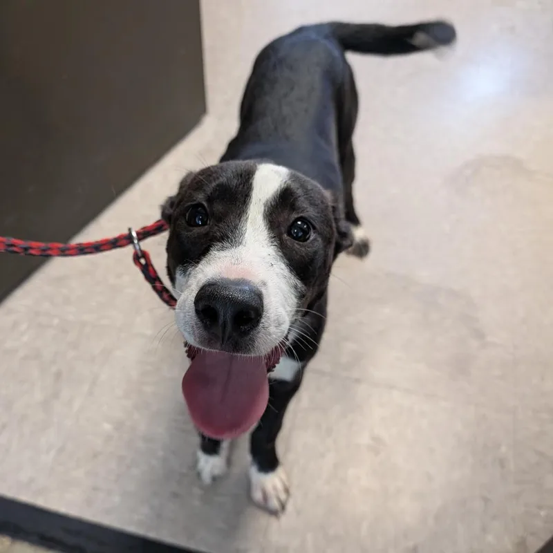A baby small-sized female Black Border Collie dog named Sunshine for adoption in Independence, KS