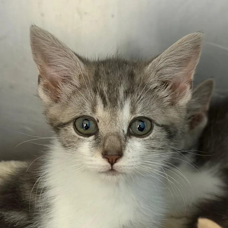 A baby small-sized female White Domestic Short Hair cat named Linguini for adoption in Troy, VA